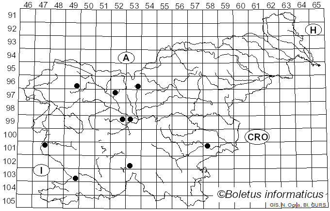 <i>Merodon equestris</i> Fabricius (1794)
