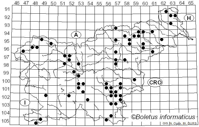 <i>Phellodon tomentosus</i> (L.) Banker (1906)