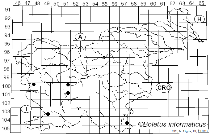 <i>Chrysotoxum cautum</i> Harris (1776)