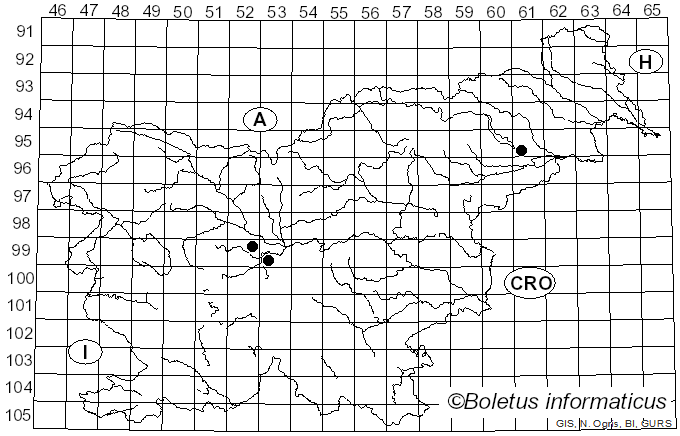 <i>Macalpinomyces neglectus</i> (Niessl) Vánky (2004)