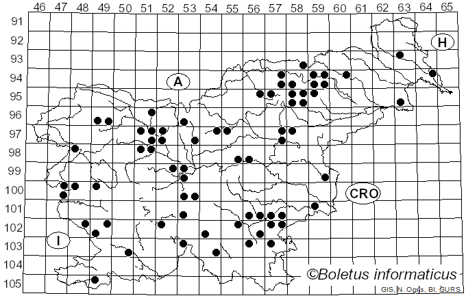 <i>Pleurocybella porrigens</i> (Pers.) Singer (1947)