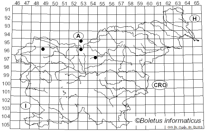 <i>Brachyopa dorsata</i> Zetterstedt