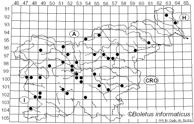 <i>Xerula longipes</i> (P. Kumm.) Maire (1933)