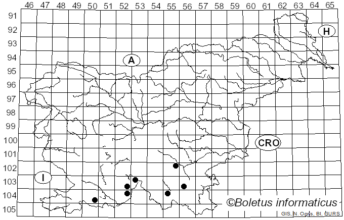 <i>Megalaria grossa</i> (Pers. ex Nyl.) Hafellner (1984)