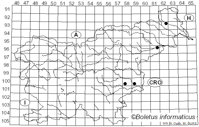 <i>Phloeosinus</i>