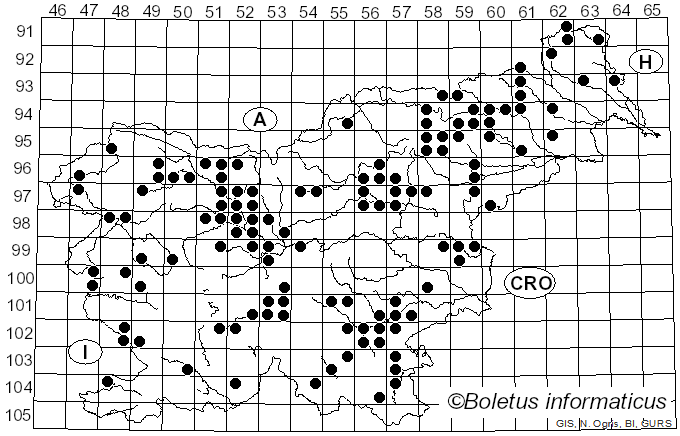 <i>Mycena epipterygia</i> (Scop.) Gray (1821)
