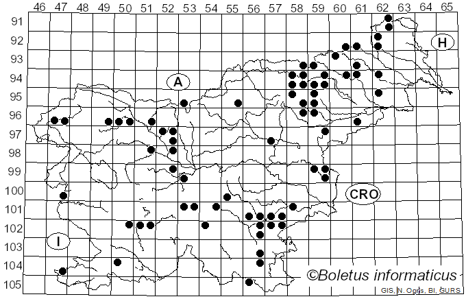 <i>Mycena leptocephala</i> (Pers.) Gillet (1876)