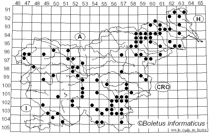 <i>Picipes badius</i> (Pers.) Zmitr. & Kovalenko (2016)