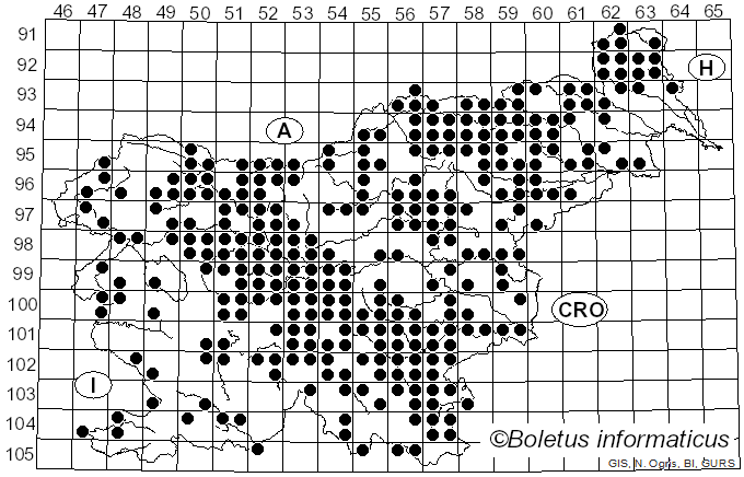 <i>Amanita excelsa</i> (Fr.) Bertill. (1866)