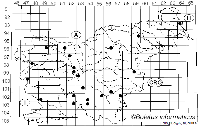 <i>Lepista amara</i> (Alb. & Schwein.) Maire (1930)