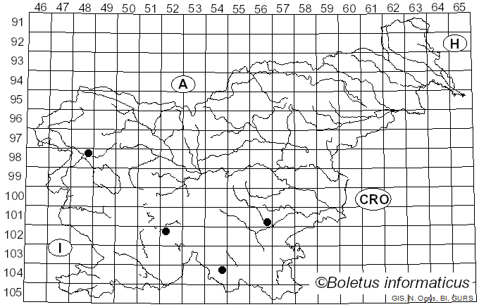 <i>Sebacina grisea</i> (Pers.) Bres. (1908)