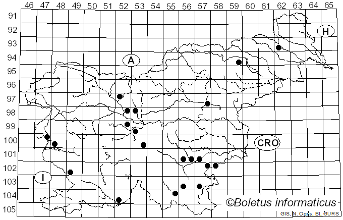 <i>Pleurotus cornucopiae</i> (Paulet) Rolland (1910)