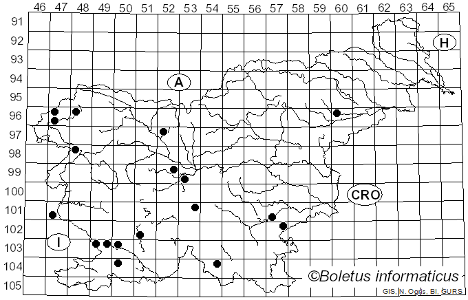 <i>Szczepkamyces campestris</i> (Quél.) Zmitr. (2018)