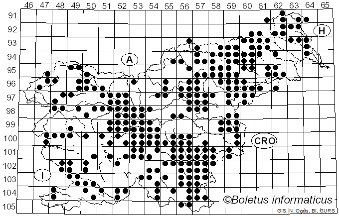 <i>Hymenopellis radicata</i> (Relhan) R.H. Petersen (2010)