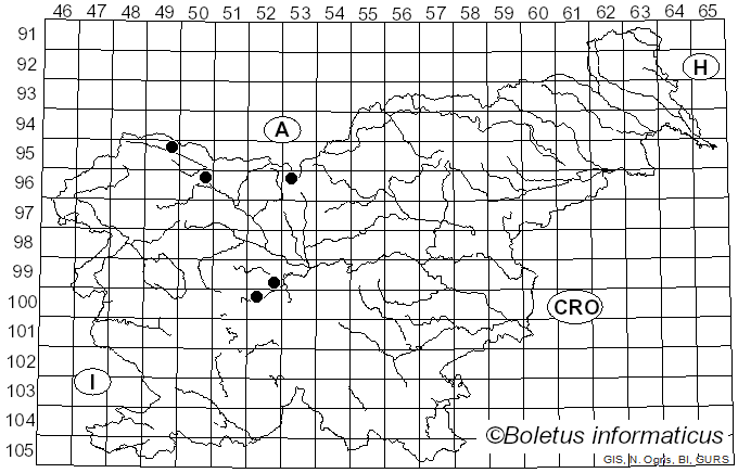 <i>Taphrina alni</i> (Berk. & Broome) Gjaerum (1966)