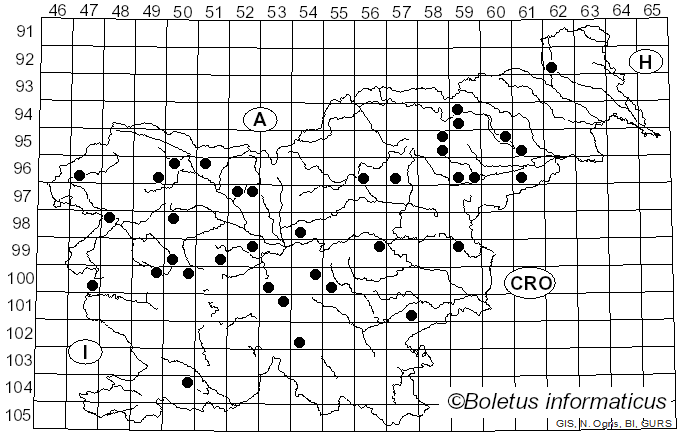 <i>Mycena acicula</i> (Schaeff.) P. Kumm. (1871)