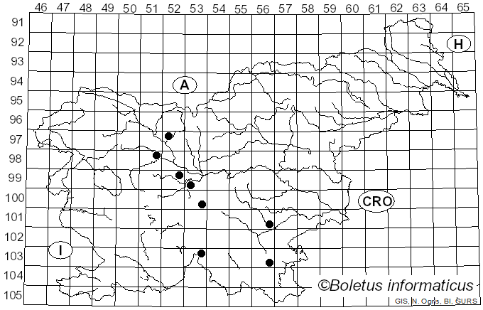 <i>Hohenbuehelia rickenii</i> (Kühner) P.D. Orton (1954)
