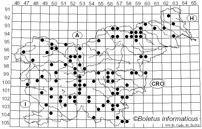<i>Rhytisma acerinum</i> (Pers.) Fr. (1819)