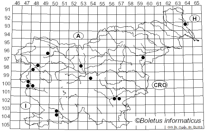<i>Pluteus diettrichii</i> Bres. (1905)