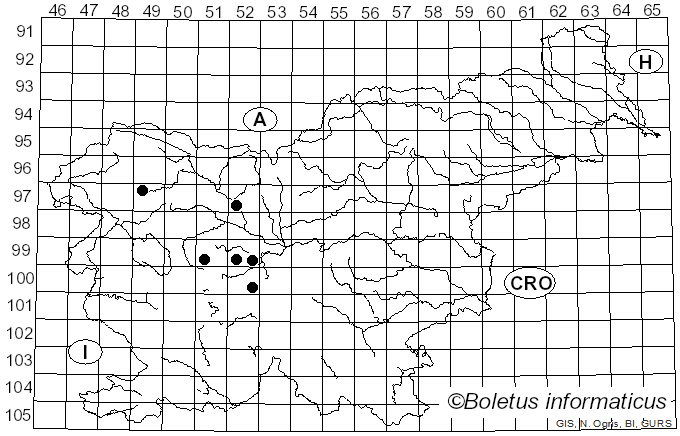 <i>Merodon aeneus</i> Meigen