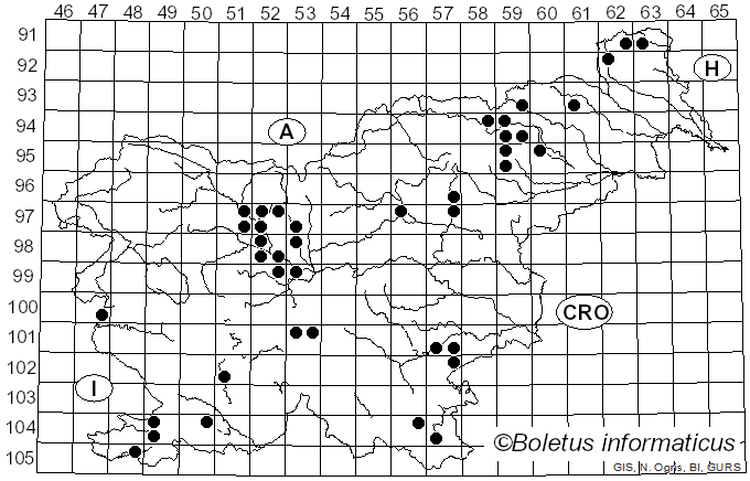 <i>Strobilurus stephanocystis</i> (Kühner & Romagn. ex Hora) Singer (1962)