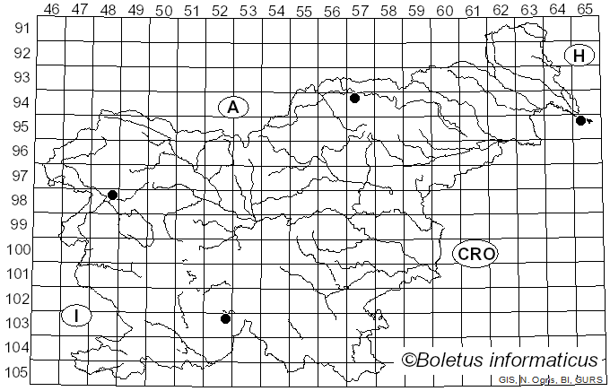 <i>Arthothelium</i> A. Massal. (1852)
