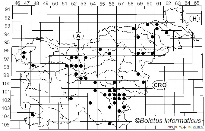 <i>Amanita argentea</i> Huijsman (1959)