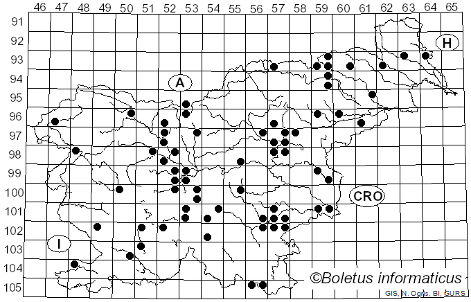 <i>Agaricus bitorquis</i> (Quél.) Sacc. (1883)