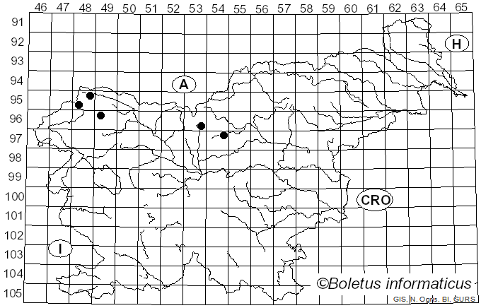 <i>Cheilosia grisella</i> Becker