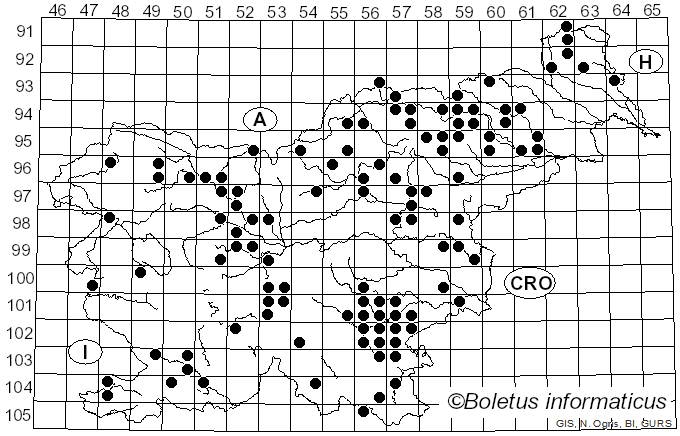 <i>Oligoporus</i> Bref. (1888)
