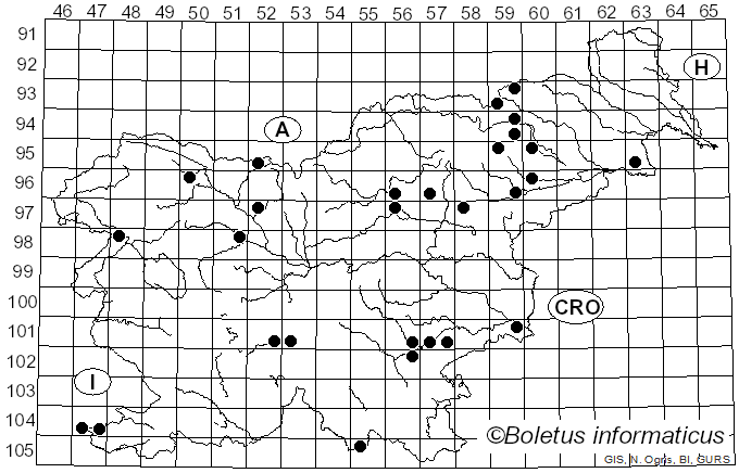 <i>Conocybe apala</i> (Fr.) Arnolds (2003)