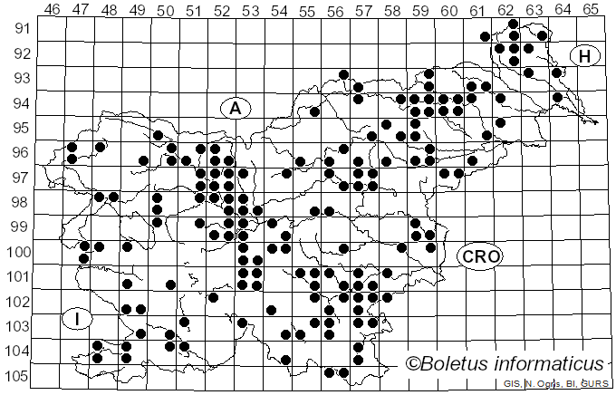 <i>Panellus stipticus</i> (Bull.) P. Karst. (1879)