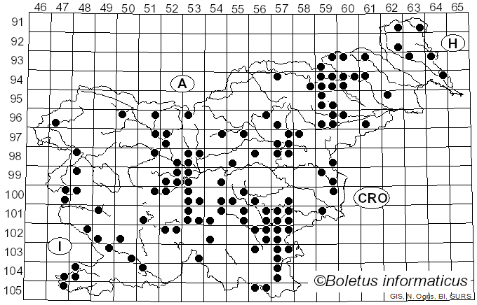 <i>Leucoagaricus leucothites</i> (Vittad.) M.M. Moser ex Bon (1977)