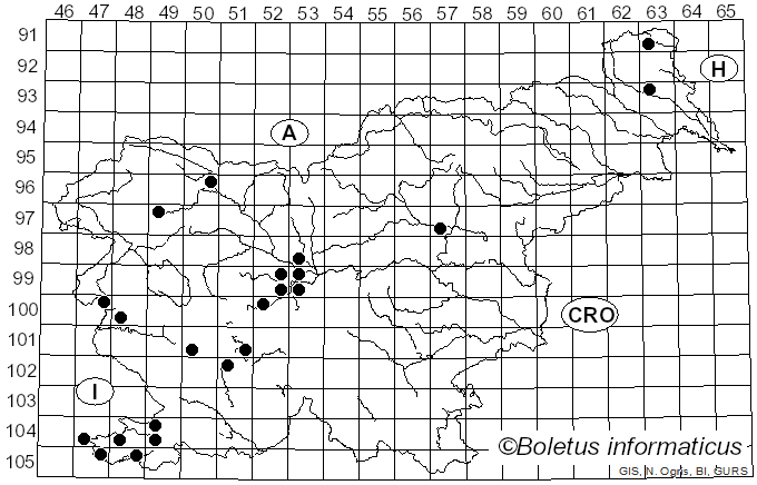<i>Volucella zonaria</i> Poda (1761)