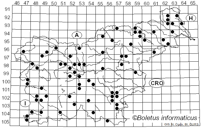 <i>Collybia sordida</i> (Schumach.) Z.M. He & Zhu L. Yang (2023)