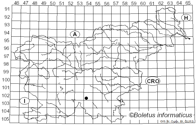 <i>Spongipellis mollis</i>