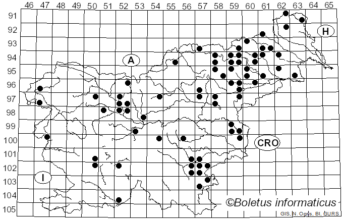 <i>Chlorophyllum</i> Massee (1898)