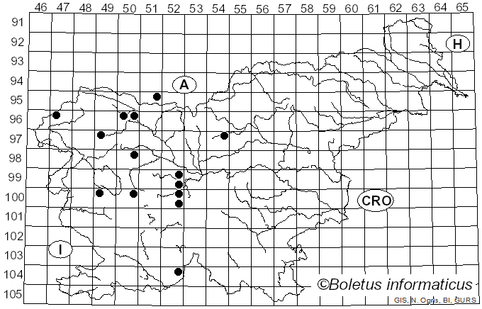 <i>Cheilosia barbata</i> Loew