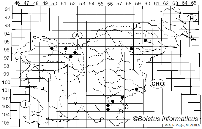 <i>Neogyromitra parma</i> (J. Breitenb. & Maas Geest.) Dirks, Methven & A.N. Mill. (2025)