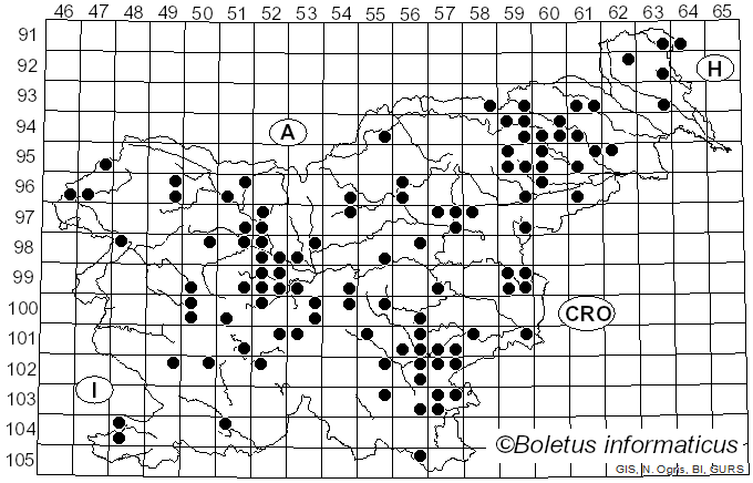 <i>Armillaria gallica</i> Marxm. & Romagn. (1987)