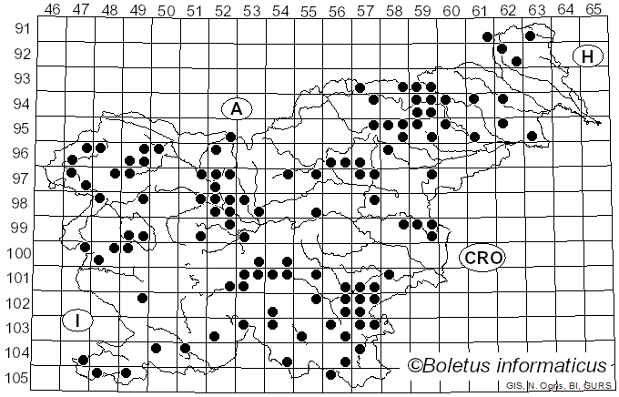 <i>Galerina</i> Earle (1909)