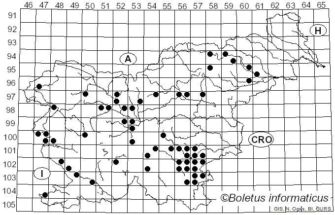 <i>Leucoagaricus americanus</i> (Peck) Vellinga (2000)