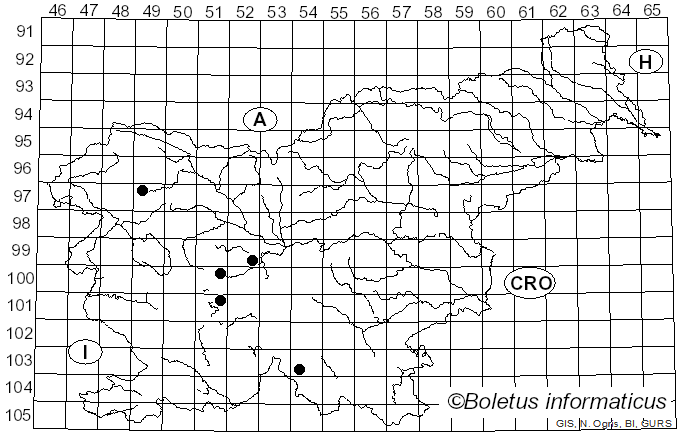 <i>Rhingia</i>