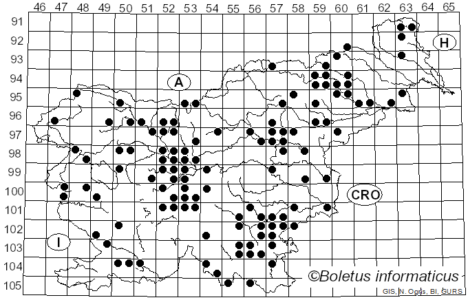 <i>Lentinus brumalis</i> (Pers.) Zmitr. (2010)