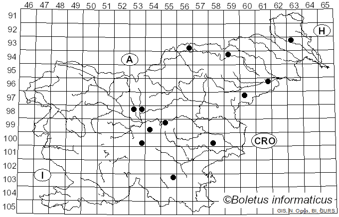 <i>Paracercosporidium microsorum</i> (Sacc.) U. Braun, C. Nakash., Videira & Crous (2017)