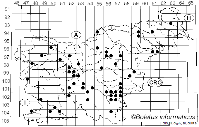 <i>Hemileccinum impolitum</i> (Fr.) Šutara (2008)