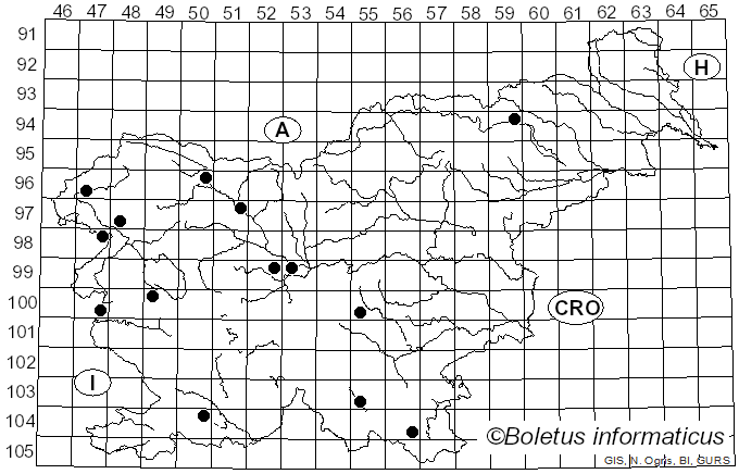 <i>Mycena pseudocorticola</i> Kühner (1938)