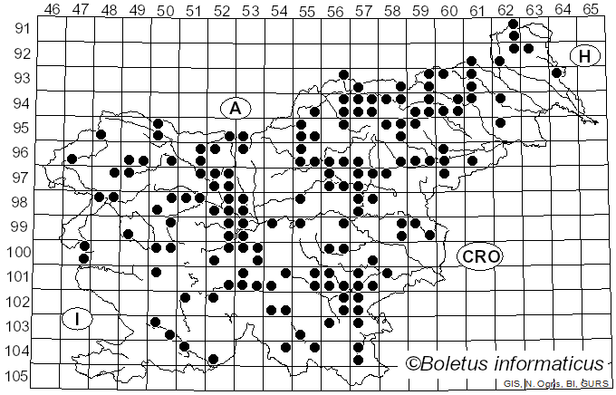 <i>Mycetinis scorodonius</i> (Fr.) A.W. Wilson & Desjardin (2005)