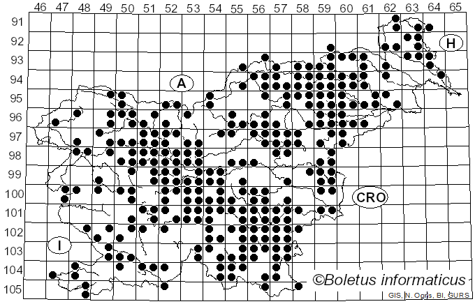 <i>Megacollybia platyphylla</i> (Pers.) Kotl. & Pouzar (1972)