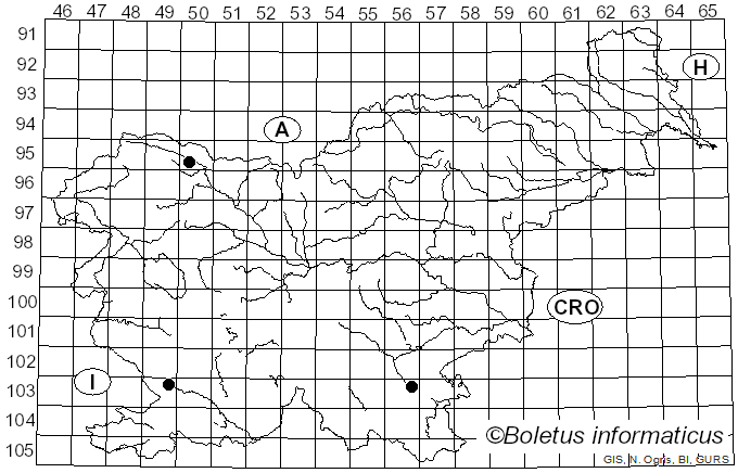 <i>Perrotia</i> Boud. (1901)